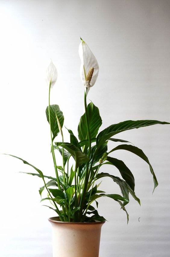 Lirio de la paz 2 - peace lily - spathiphyllum