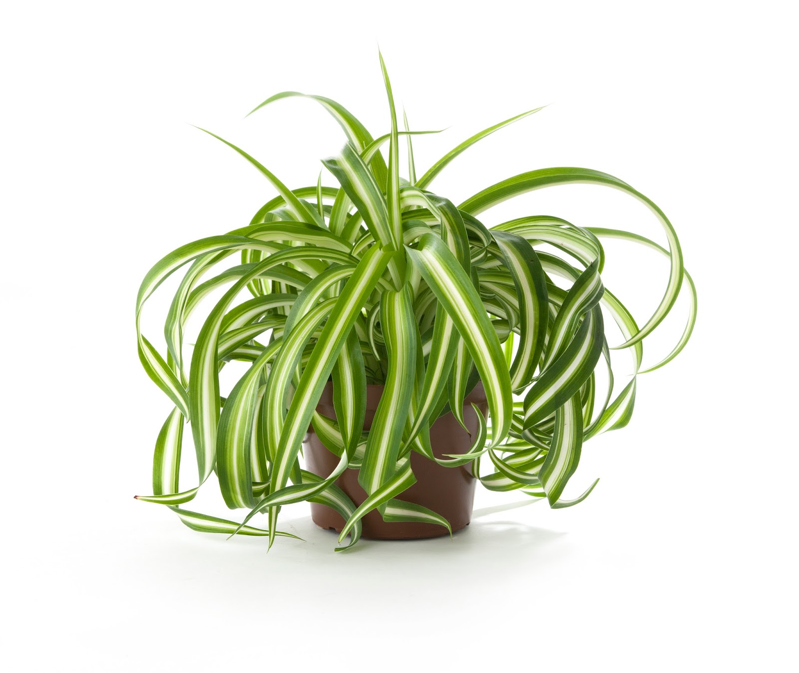 Planta araña - spider plant - chlorophytum comosum